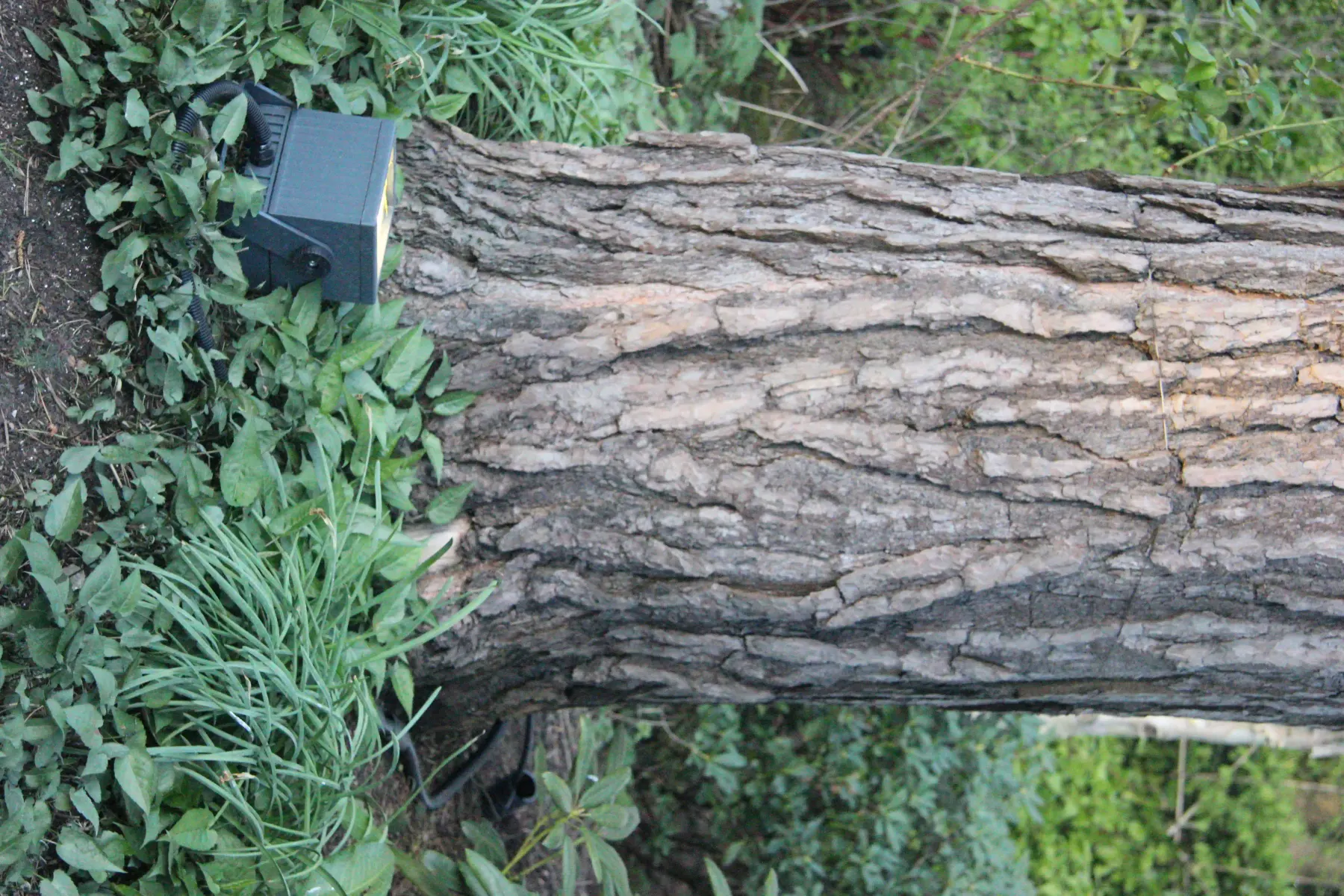 Garden Installation, Virginia Waters — image 5